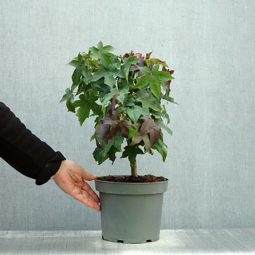 Example of Liquidambar styraciflua Gum Ball - Copalme d'Amérique Pot de 4L/5L as you get in automne