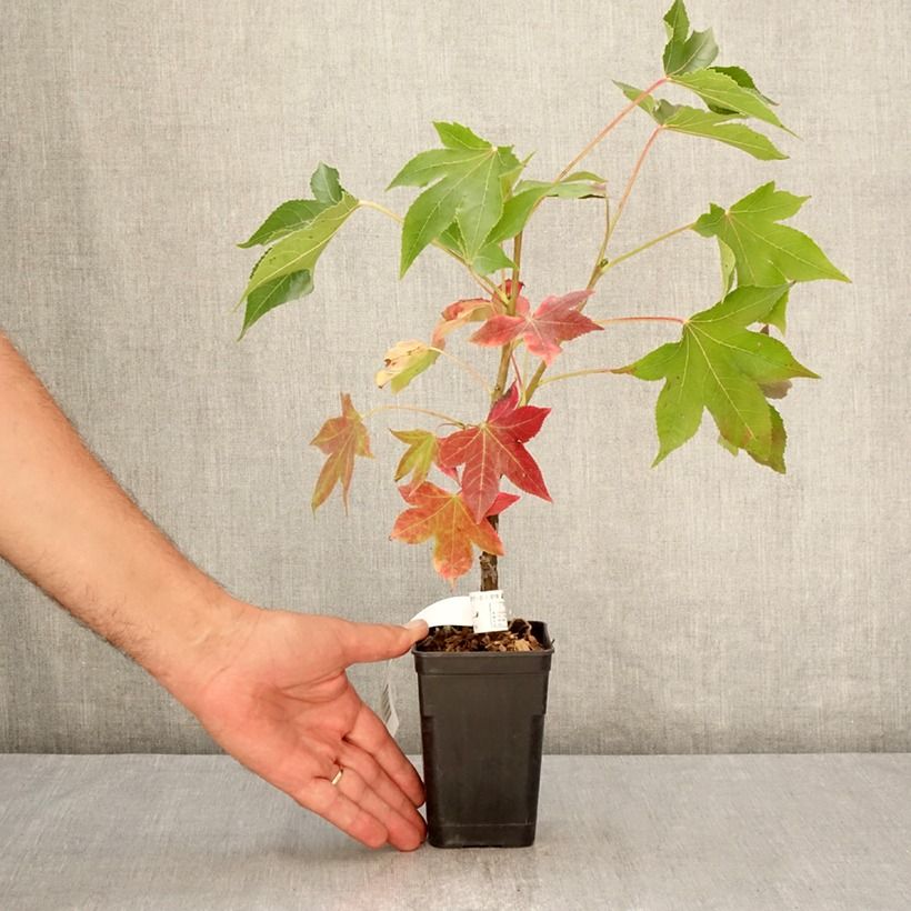 Example of Liquidambar styraciflua Oakville Highlight - Copalme d'Amérique Pot de 1L/1,5L as you get in ete