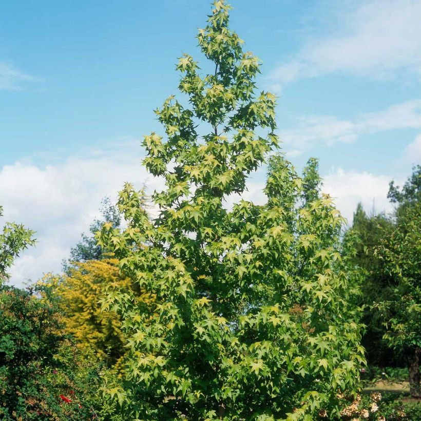 Liquidambar styraciflua Thea - Copalme d'Amérique (Plant habit)