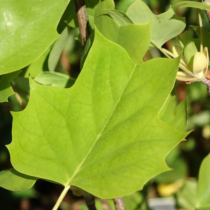 Liriodendron tulipifera Emerald City - Tulipier de Virginie (Foliage)