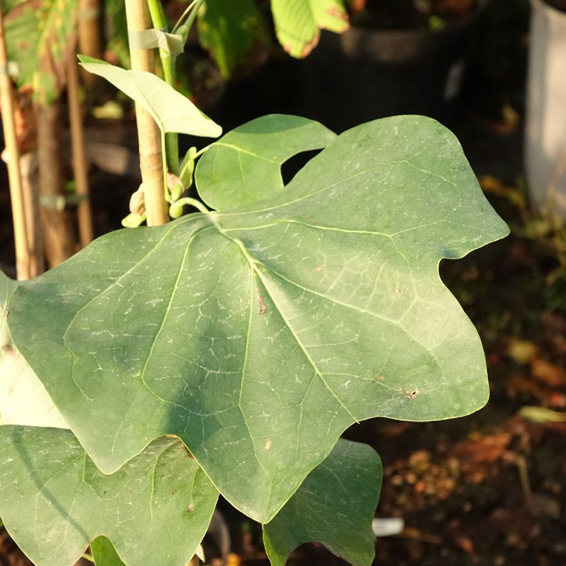 Liriodendron tulipifera Purgatory - Tulipier de Virginie panaché (Foliage)
