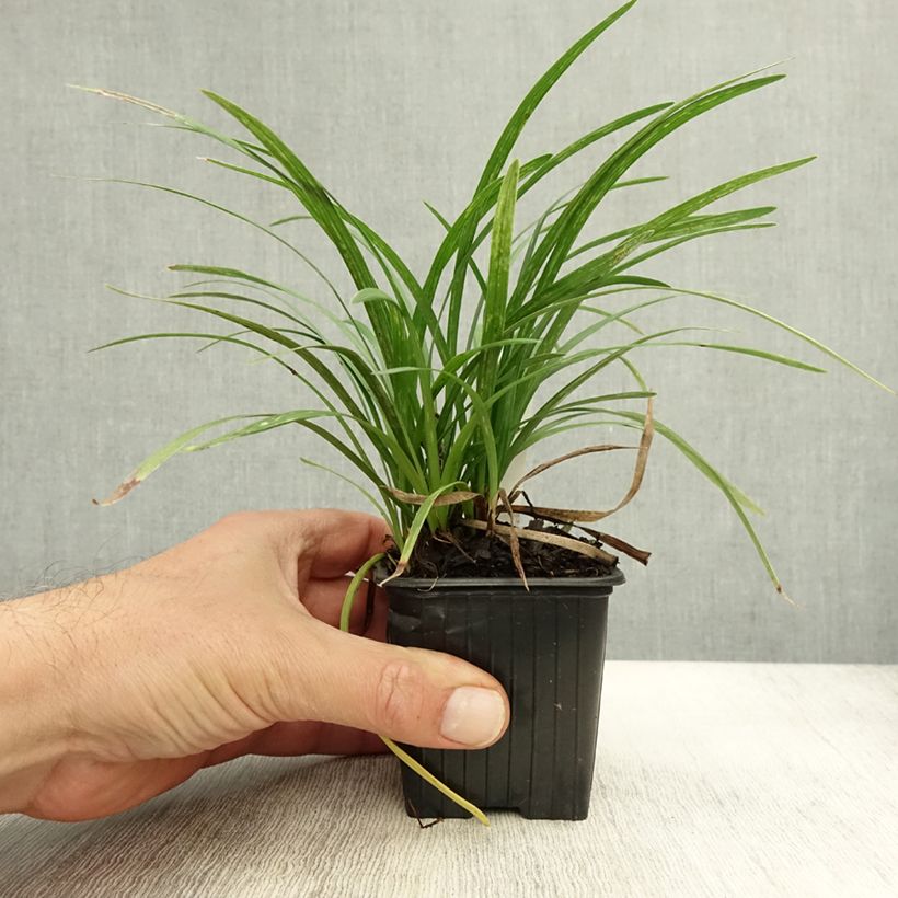 Example of Liriope graminifolia var. densiflora Godet de 8/9 cm as you get in automne