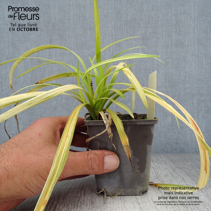 Example of Liriope muscari Big Blue Godet de 8/9 cm as you get in automne