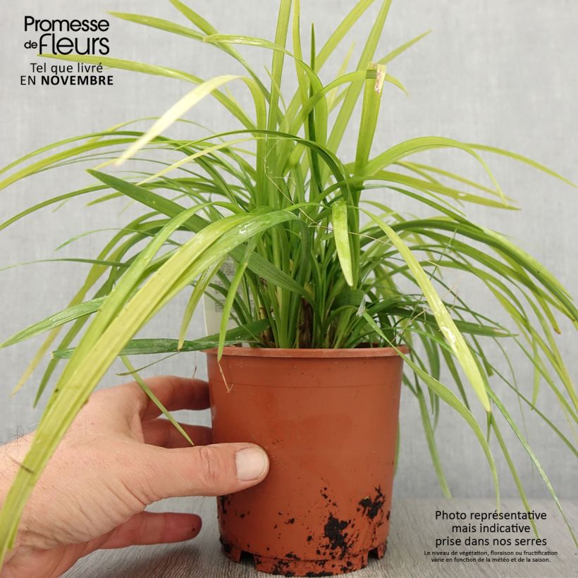 Example of Liriope muscari Evergreen Giant Pot de 1L/1,5L as you get in automne
