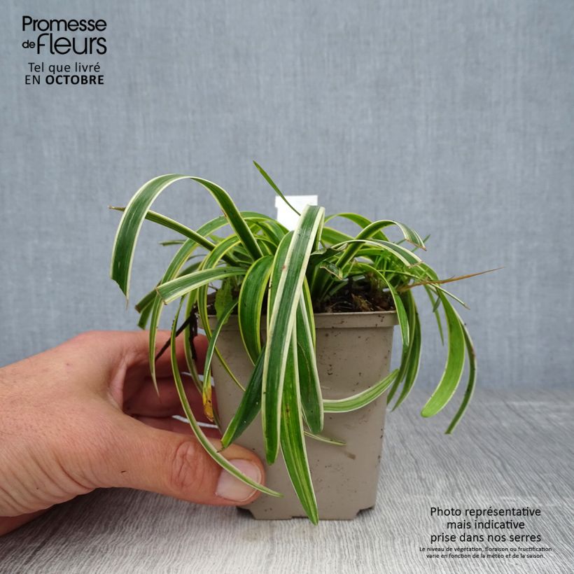Example of Liriope muscari Gold Banded Godet de 8/9 cm as you get in automne