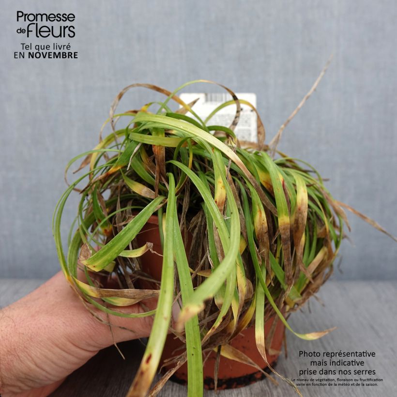 Example of Liriope muscari Ingwersen Pot de 1L/1,5L as you get in automne