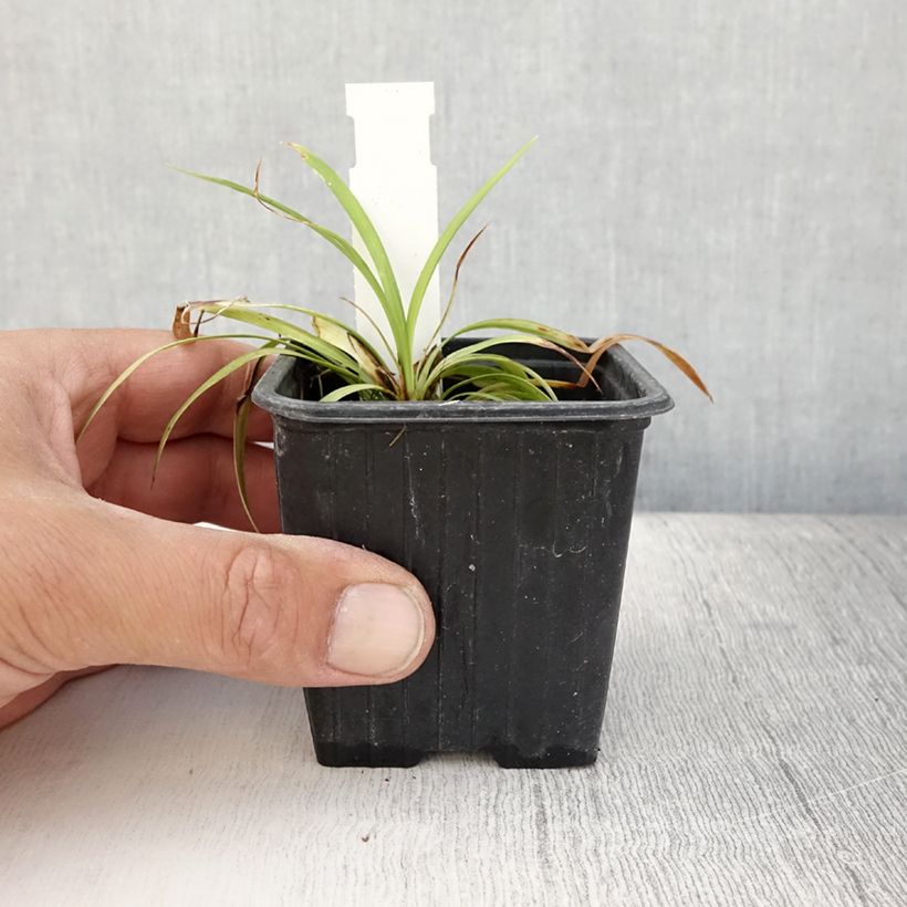 Example of Liriope muscari Okina Godet de 8/9 cm as you get in ete