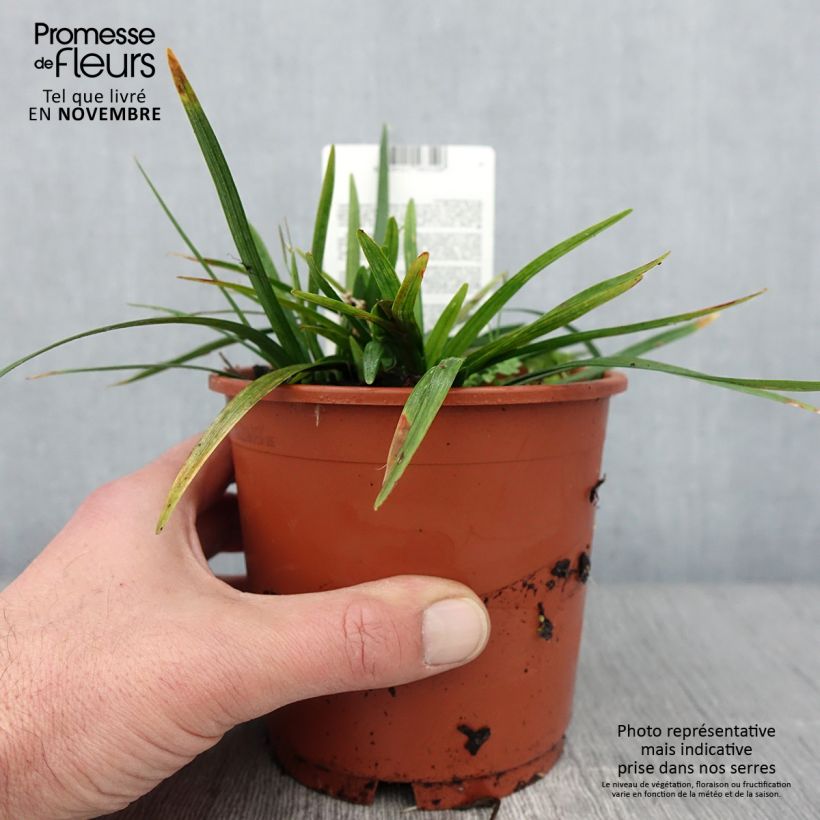 Example of Liriope muscari Royal Purple Pot de 1L/1,5L as you get in automne