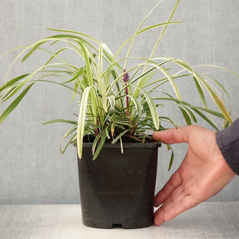 Example of Liriope muscari Variegata Pot de 2L/3L as you get in ete