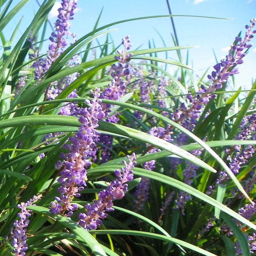 Liriope Super Blue (Flowering)