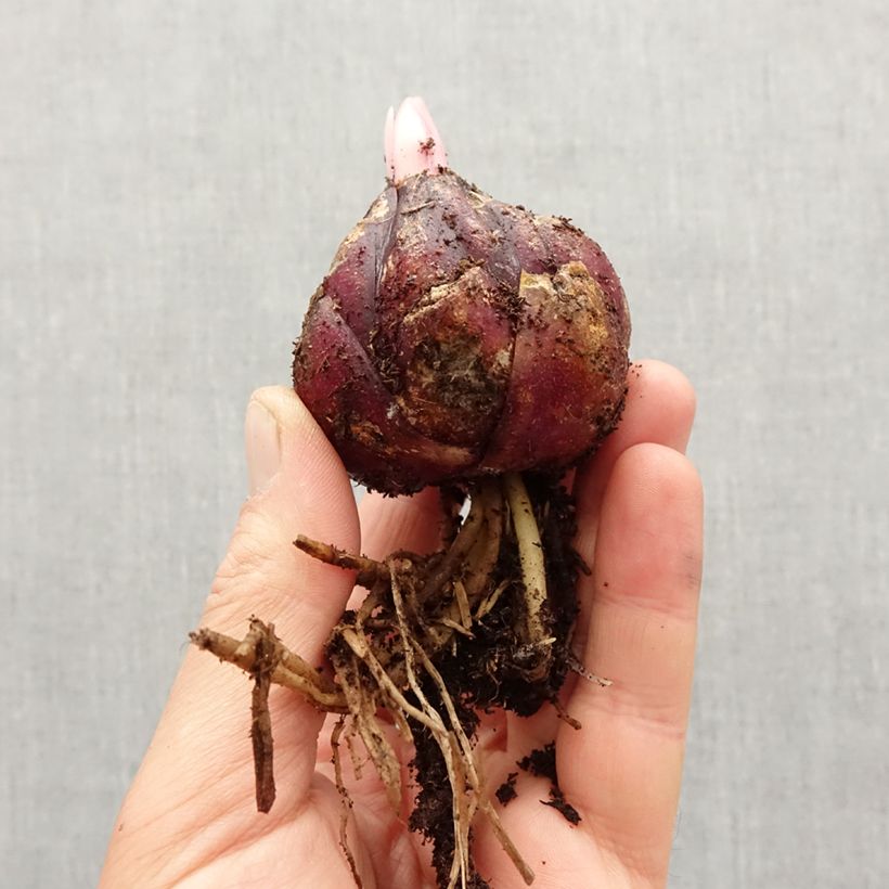 Example of Lis botanique henryi Bulbe size 18/20 as you get in printemps