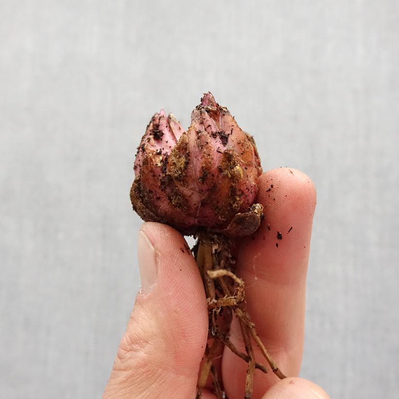 Example of Lis hybride Fusion - Lilium (x) pardalinum Bulbe size 14/16 as you get in printemps