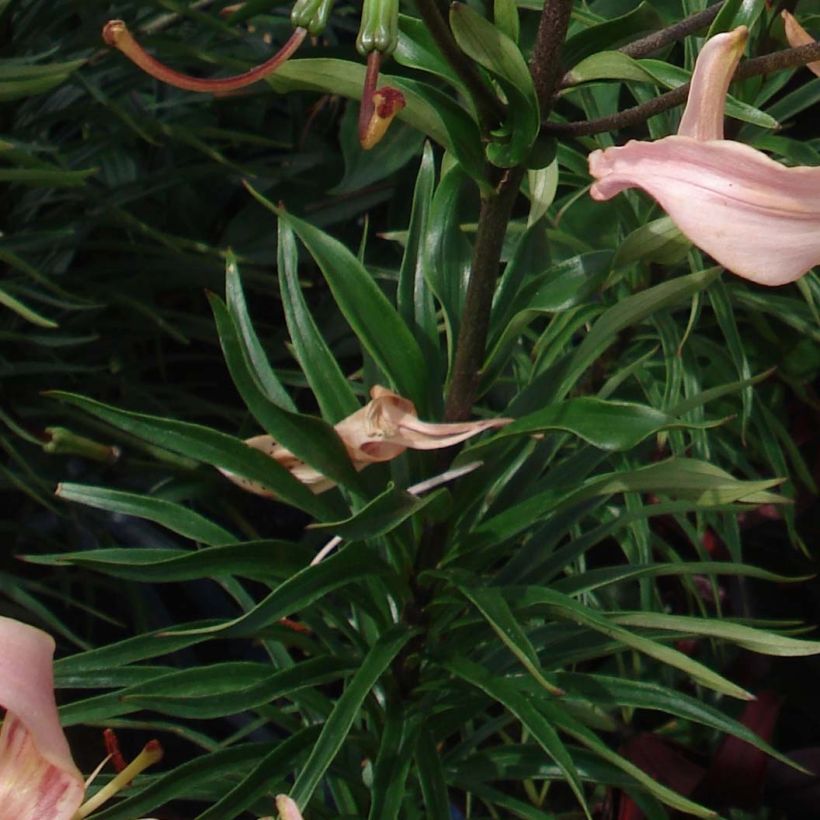 Lis hybride Pink Flavour (Foliage)