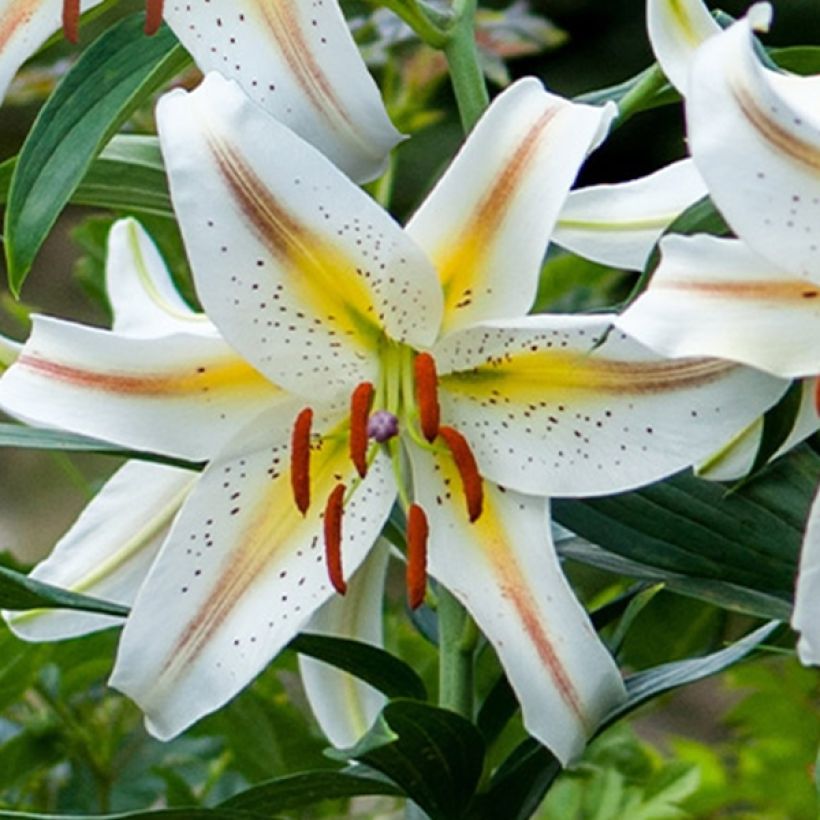 Lis oriental Garden Party (Flowering)