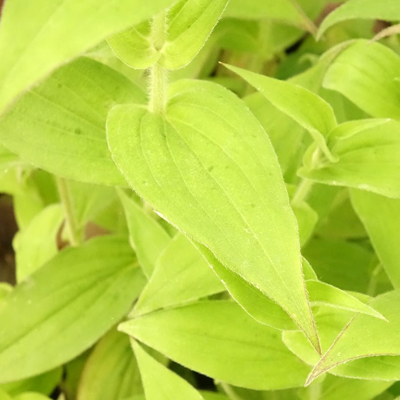 Lis Orchidée - Tricyrtis hirta, Lis crapaud (Foliage)