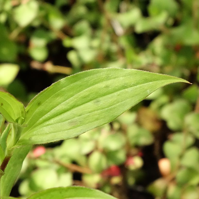 Lis Orchidée - Tricyrtis hirta Miyazaki (Foliage)