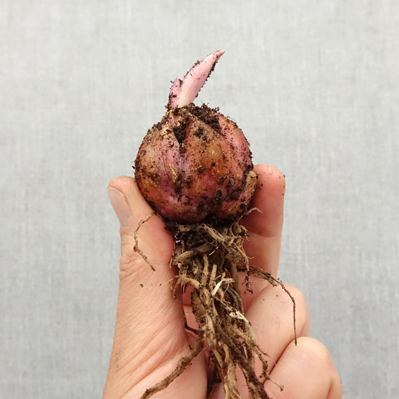 Example of Lis trompette - Lilium Mister Cas Bulbe size 16/18 as you get in printemps