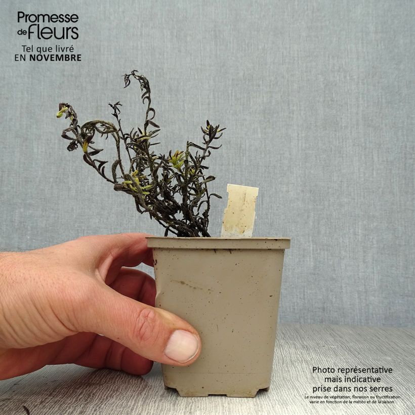 Example of Lithodora diffusa Cambridge Blue - Grémil diffus Godet de 8/9 cm as you get in automne