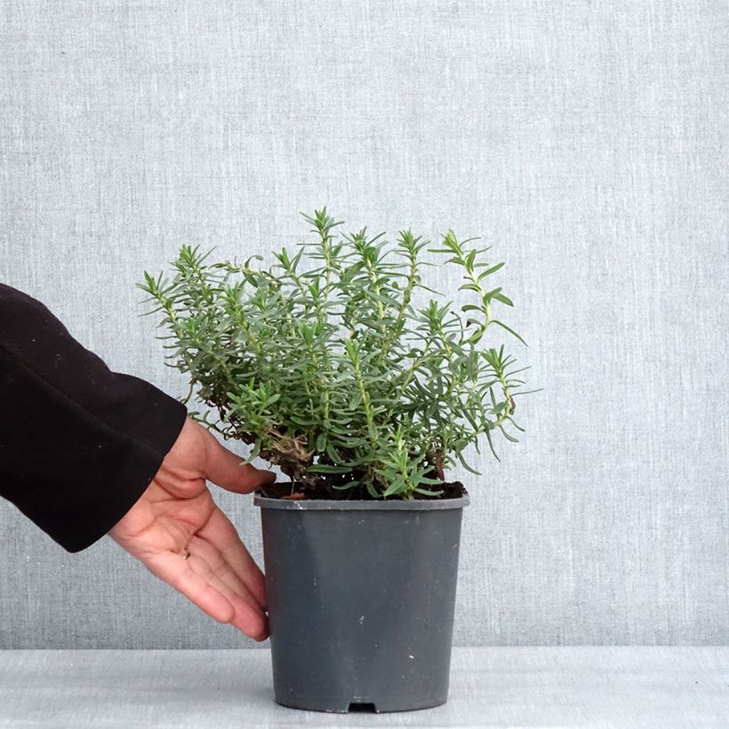 Example of Lithodora diffusa Heavenly Blue - Grémil diffus Pot de 2L/3L as you get in hiver