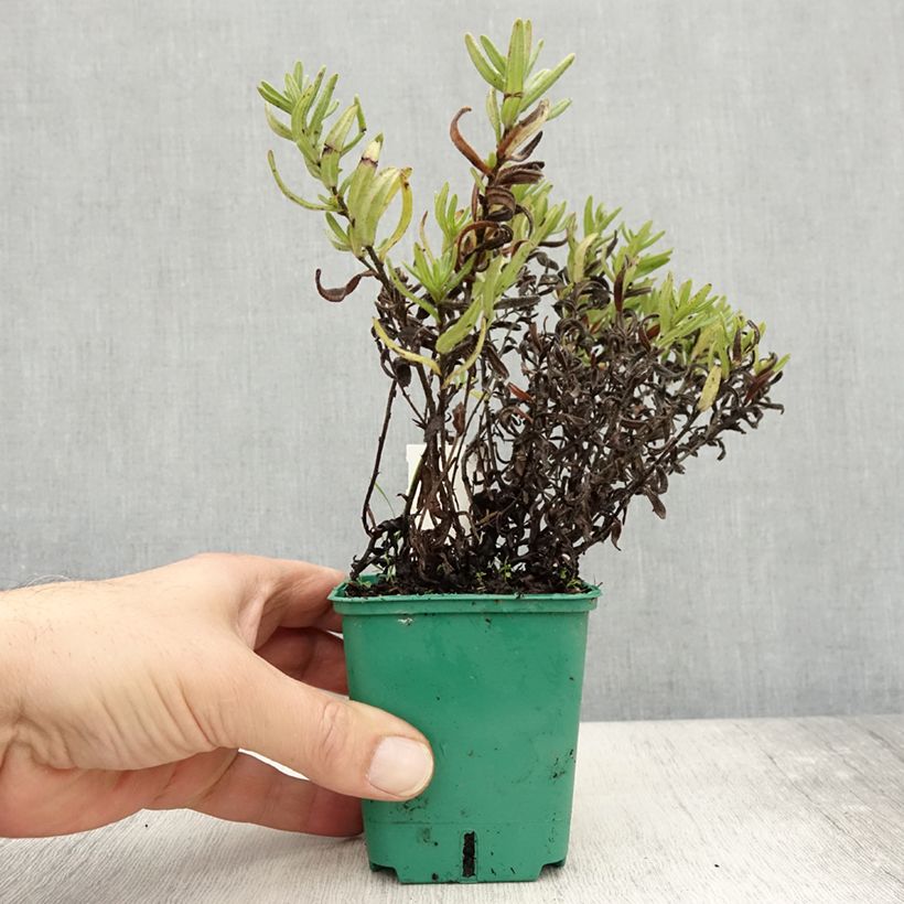 Example of Lithodora diffusa Heavenly Blue - Grémil diffus Godet de 8/9 cm as you get in automne