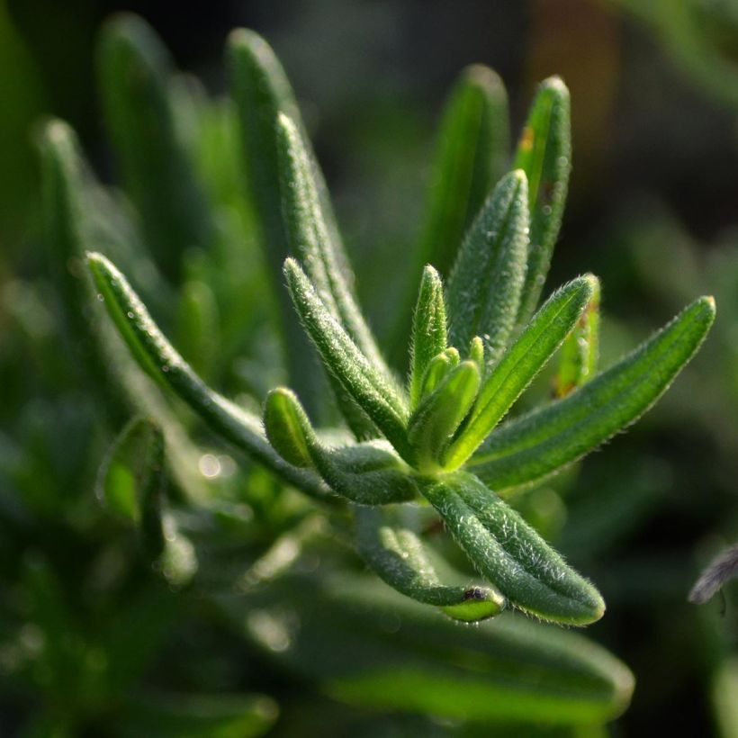 Lithodora diffusa Star - Grémil diffus (Foliage)