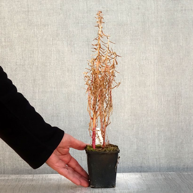 Example of Lobelia sessilifolia Godet de 8/9 cm as you get in automne