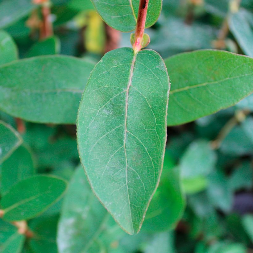 Lonicera caerulea Boreal Beauty - camérisier bleu (Foliage)