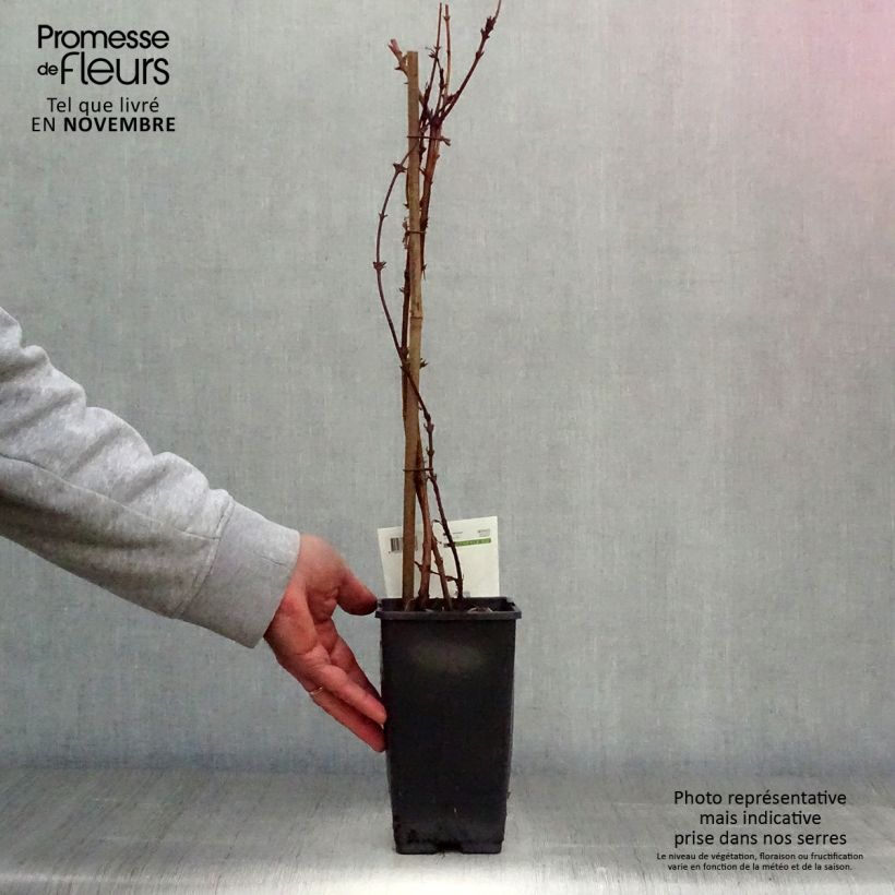 Example of Lonicera caerulea ssp. kamtchatica - Baie de mai Pot de 1,5L/2L as you get in automne