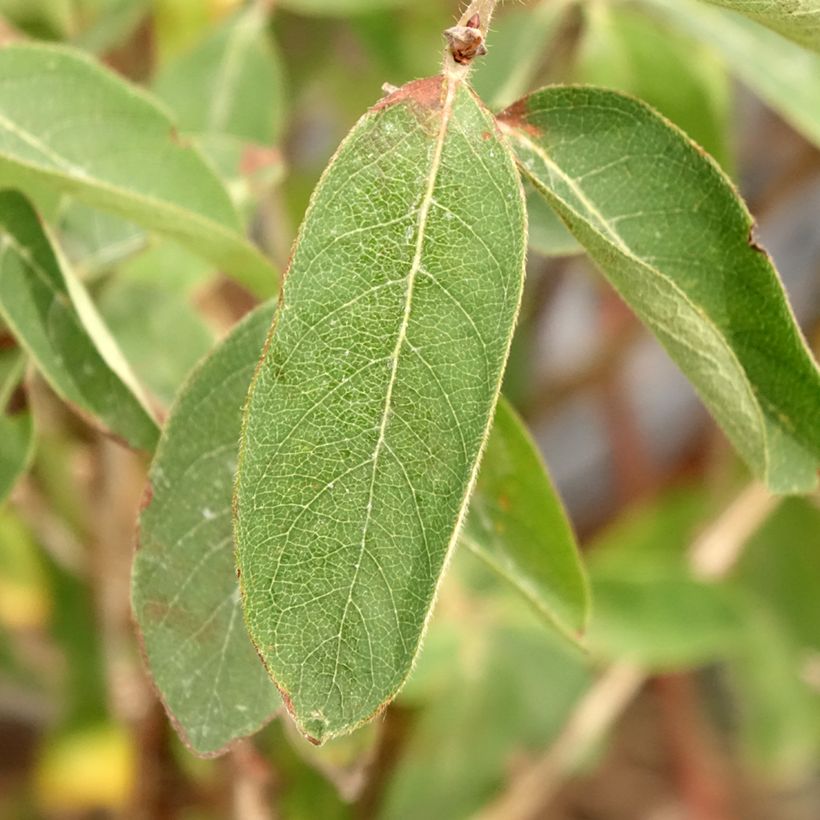 Lonicera caerulea var. kamtschatica Altaj - Baie de mai (Foliage)