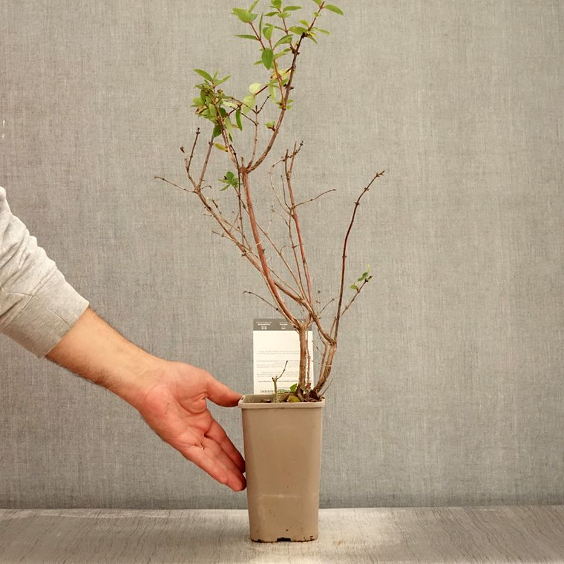 Example of Lonicera caerulea var. kamtschatica Altaj - Baie de mai Pot de 1,5L/2L, Buisson as you get in automne