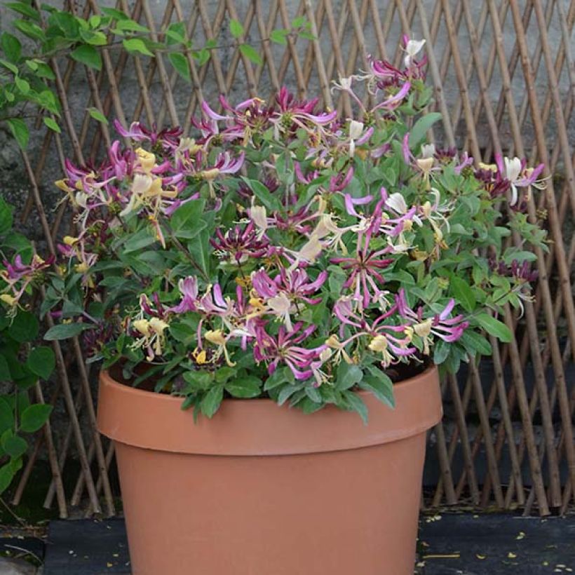 Chèvrefeuille nain - Lonicera periclymenum Chic et Choc (Flowering)