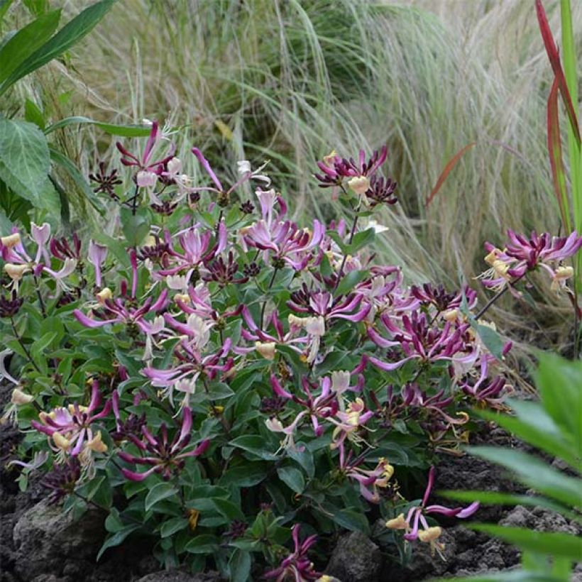 Chèvrefeuille nain - Lonicera periclymenum Chic et Choc (Plant habit)