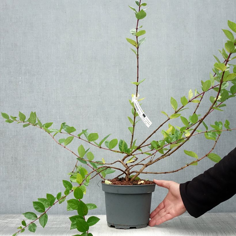 Example of Lonicera fragrantissima - Chèvrefeuille d'hiver Pot de 2L/3L as you get in automne