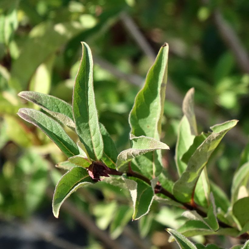Lonicera involucrata var. ledebourii - Chèvrefeuille de Ledebour (Foliage)