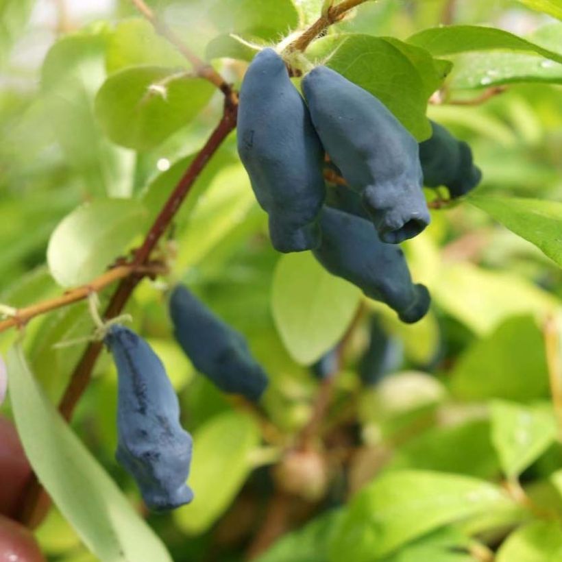 Lonicera kamtschatica Eisbär - Baie de Mai (Harvest)