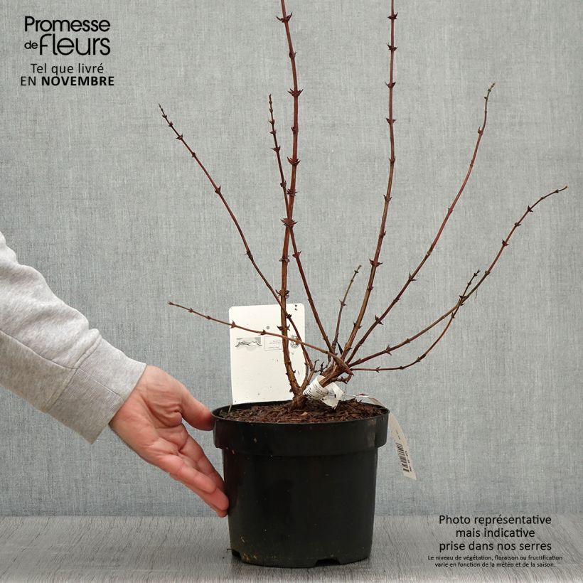 Example of Lonicera kamtschatica Eisbär - Baie de Mai Pot de 1,5L/2L as you get in automne