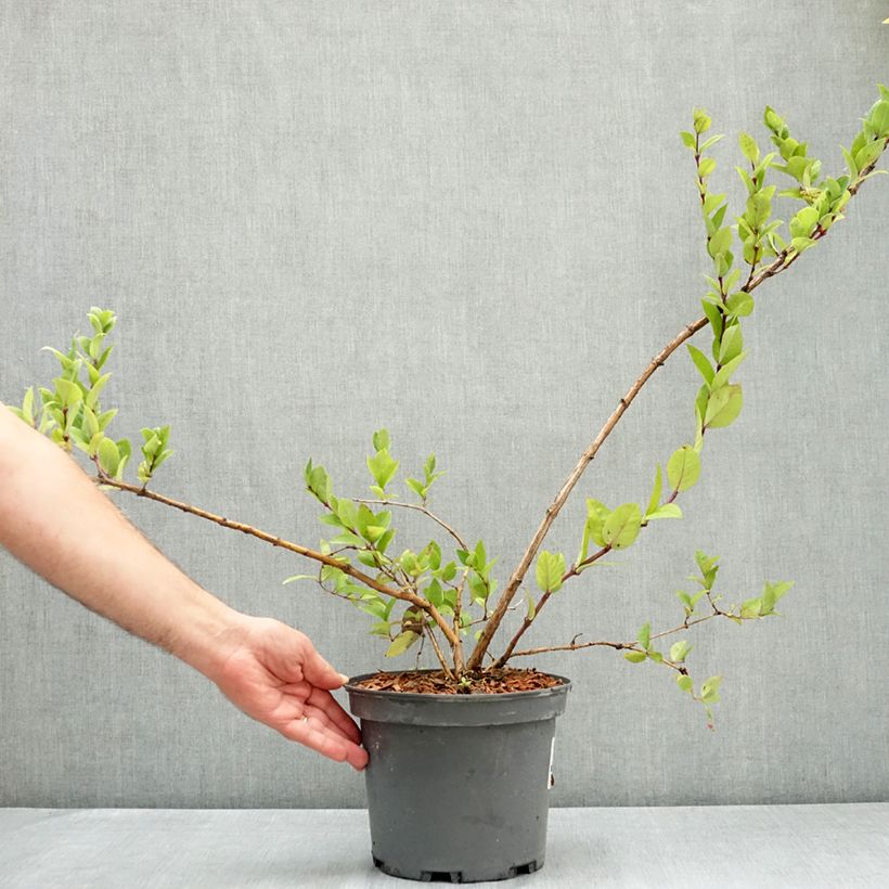 Example of Lonicera maackii - Chèvrefeuille de Maack Pot de 4L/5L as you get in ete