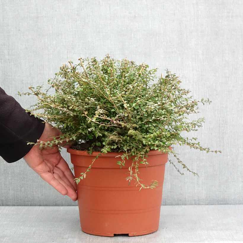 Example of Lonicera nitida - Chèvrefeuille à feuilles de buis  Pot de 3L/4L as you get in hiver