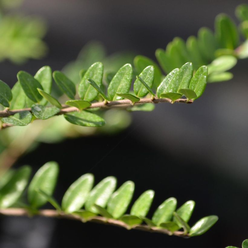 Lonicera nitida Elegant - Chèvrefeuille à feuille de Buis (Foliage)