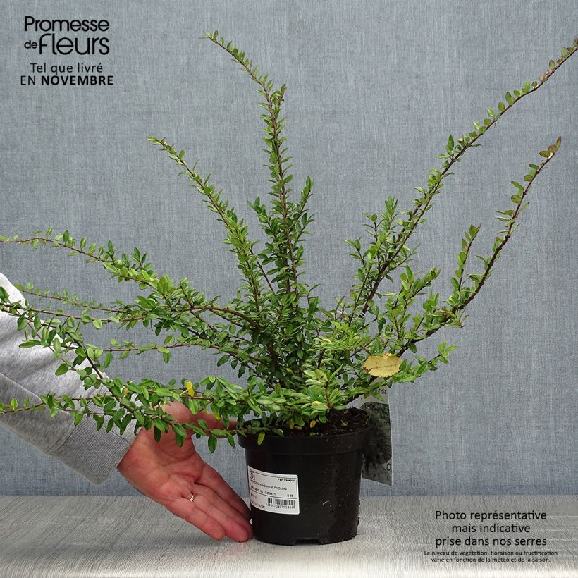 Example of Lonicera nitida Hohenheimer Findling - Chèvrefeuille arbustif Pot de 1L/1,5L as you get in automne