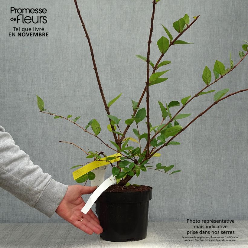 Example of Lonicera purpusii Winter Beauty - Chèvrefeuille d'hiver parfumé  Pot de 2L/3L as you get in automne