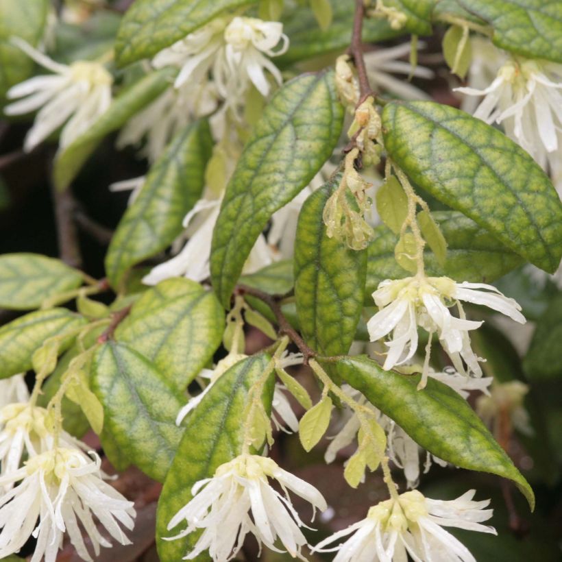 Loropetalum chinense - Loropétale de Chine (Foliage)