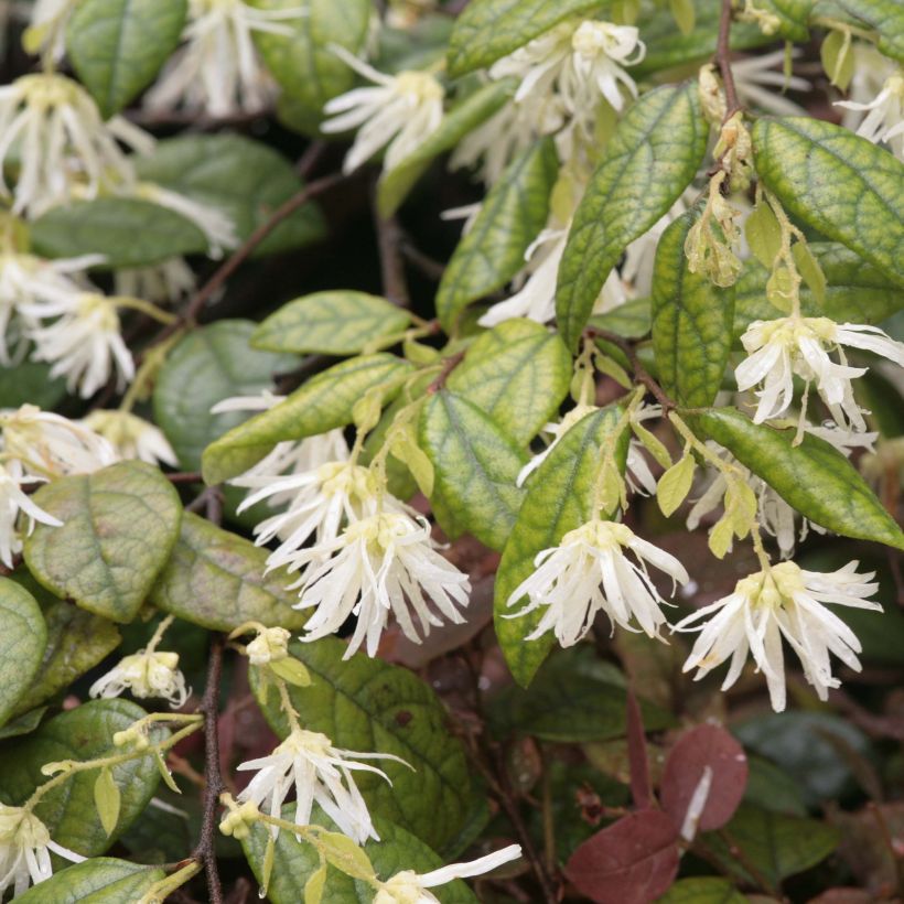 Loropetalum chinense - Loropétale de Chine (Flowering)
