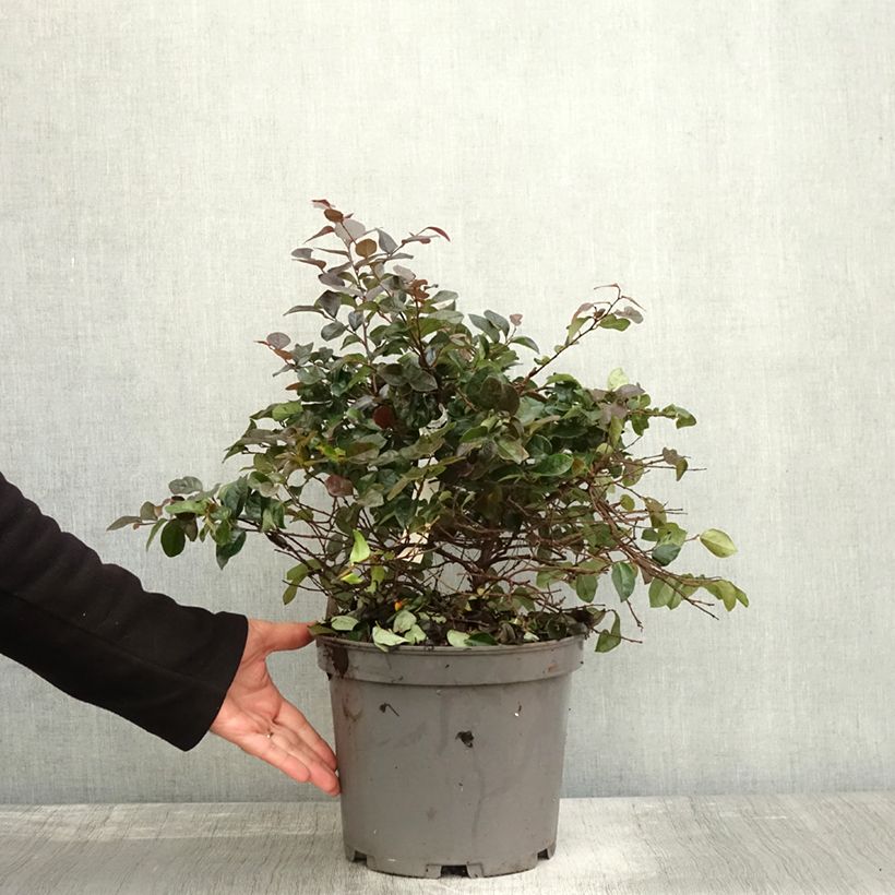 Example of Loropetalum chinense Ever Red Pot de 7,5L/10L as you get in automne