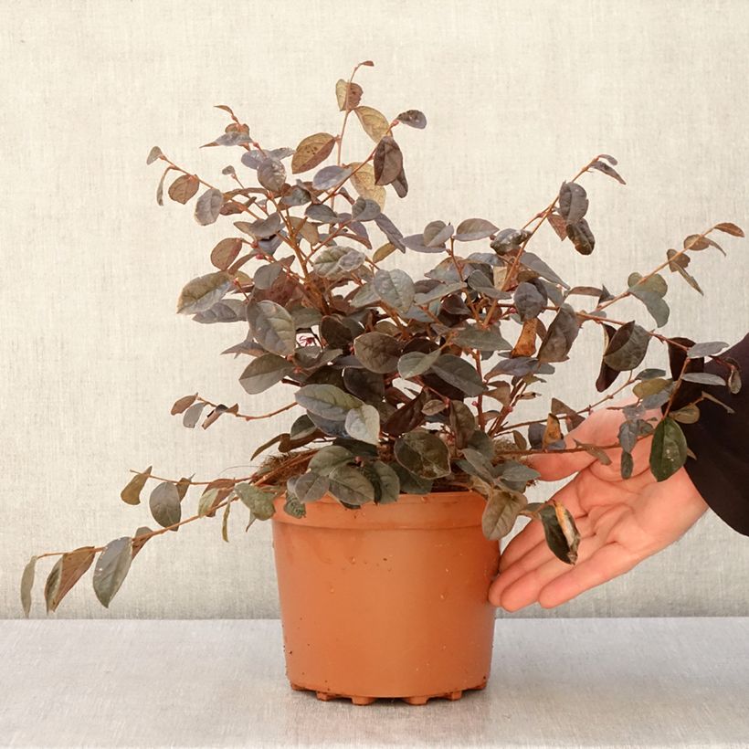 Example of Loropetalum chinense - Loropétale de Chine Pot de 2L/3L as you get in printemps