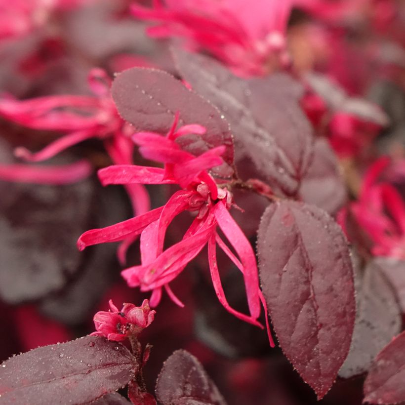Loropetalum chinense Rouge de la Majorie - Loropétale de Chine (Flowering)
