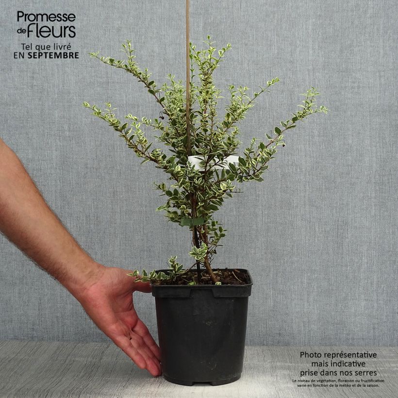 Example of Luma apiculata Glanleam Gold - Myrte du Chili Pot de 3L/4L as you get in automne