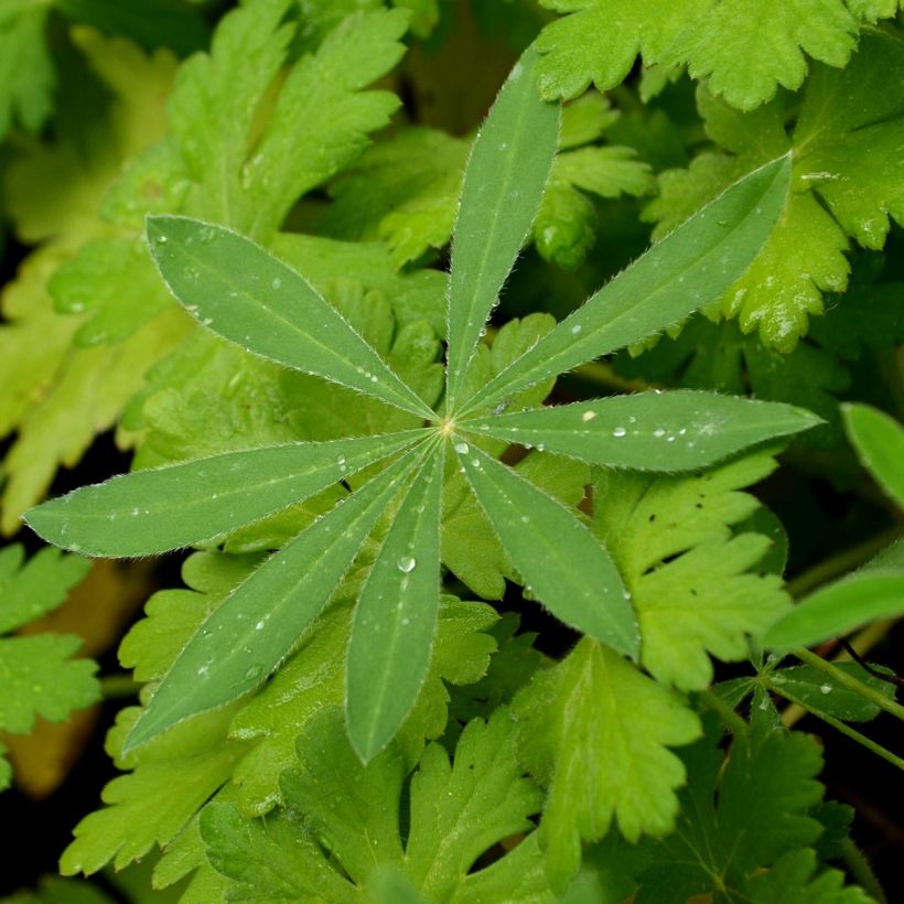 Lupin Gallery Pink (Foliage)