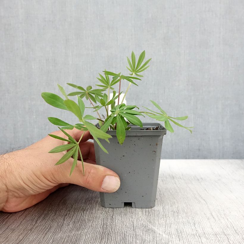 Example of Lupin Gallery Pink Godet de 8/9 cm as you get in automne