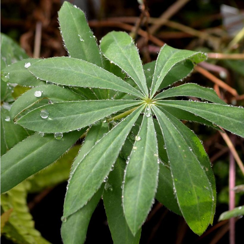 Lupin Le Gentilhomme (The Governor) bleu (Foliage)